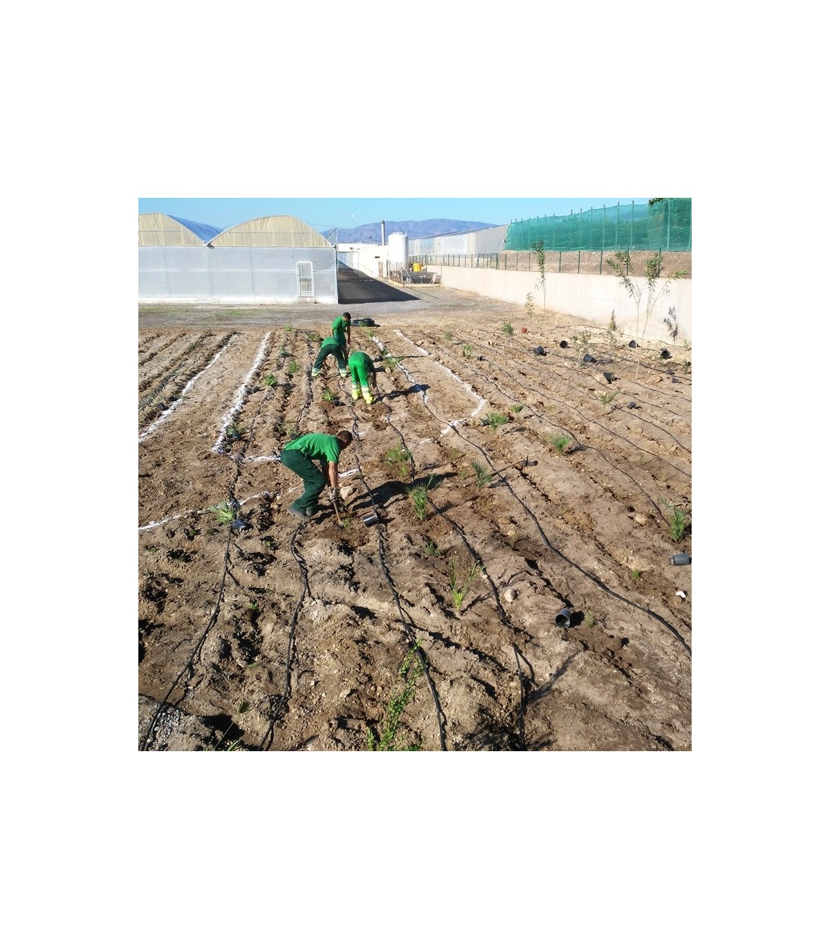 Planta para setos vivos
