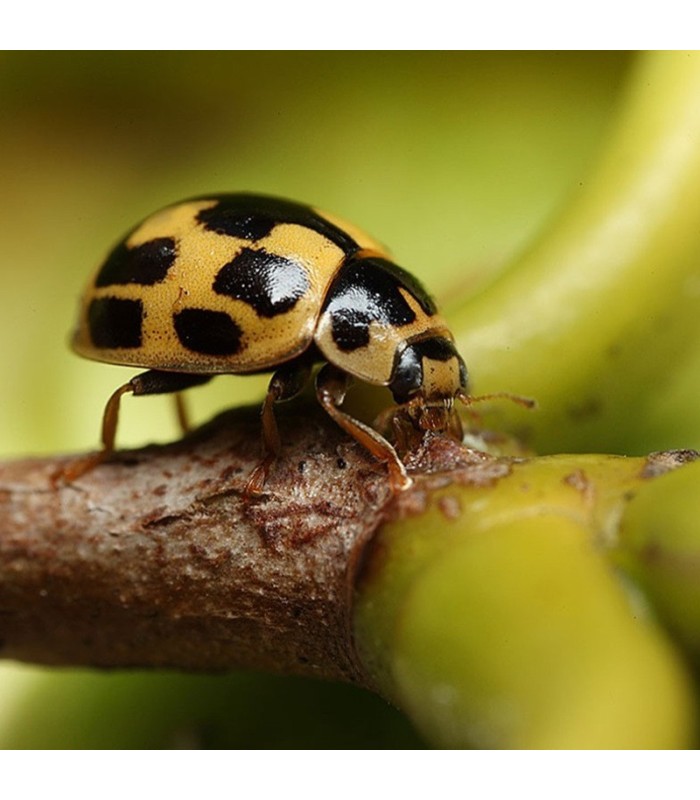 Propylea quatuordecimpunctata depredador de pulgones