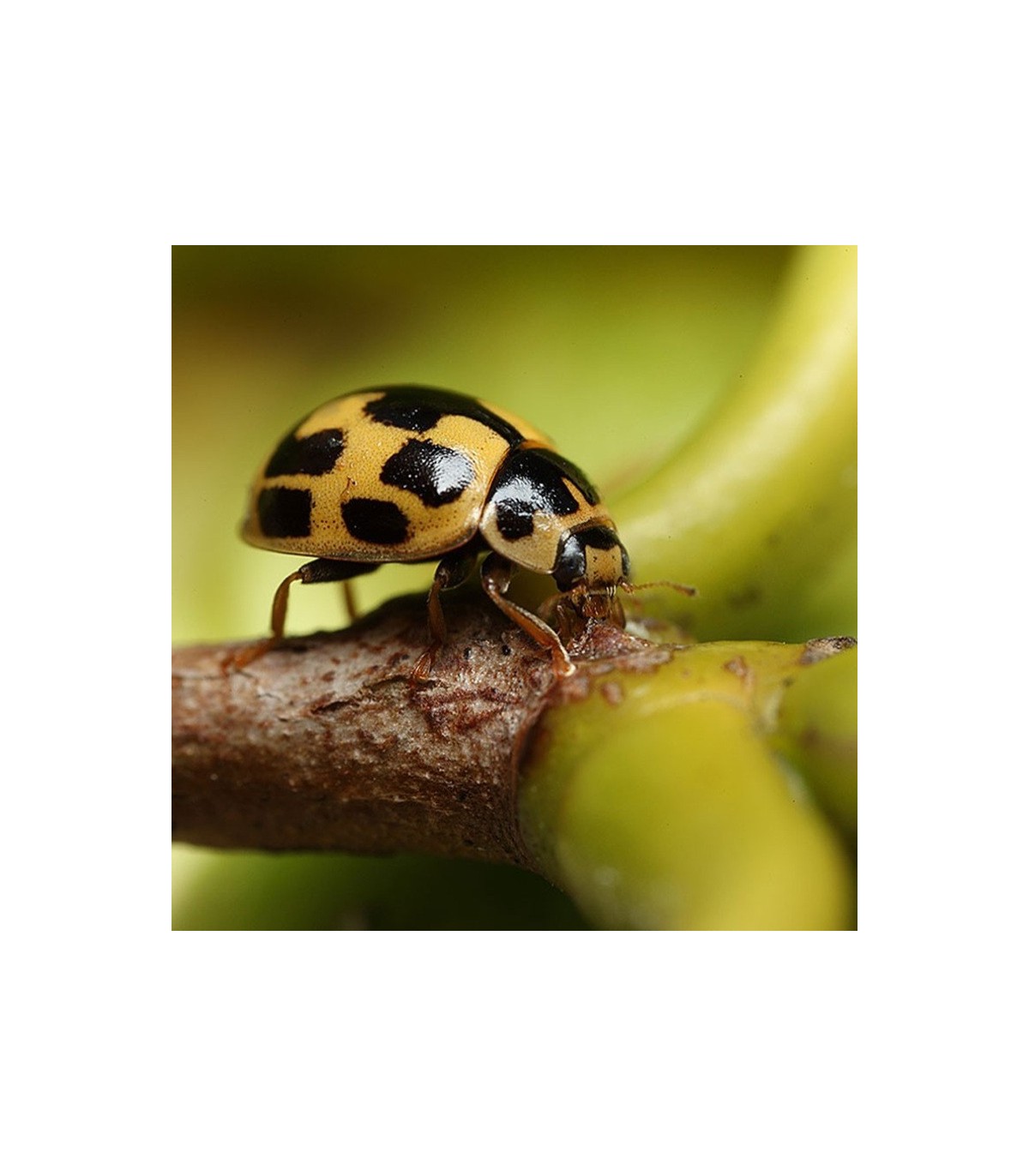Propylea quatuordecimpunctata depredador de pulgones