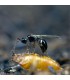 Trichopria drosophilae parasitoide de Drosophila suzukii