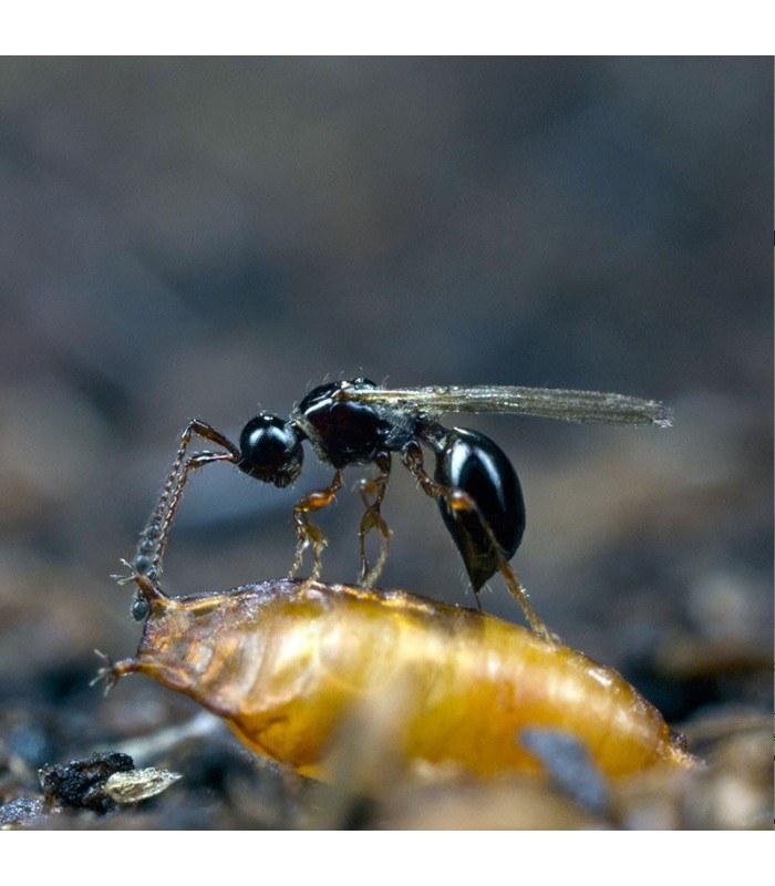 Trichopria drosophilae parasitoide de Drosophila suzukii