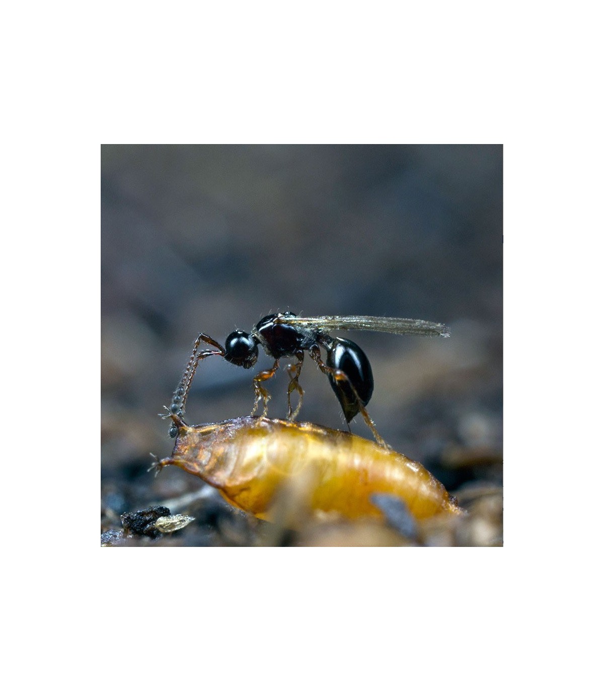 Trichopria drosophilae parasitoide de Drosophila suzukii