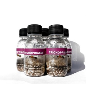 Trichopria drosophilae parasitoide de Drosophila suzukii