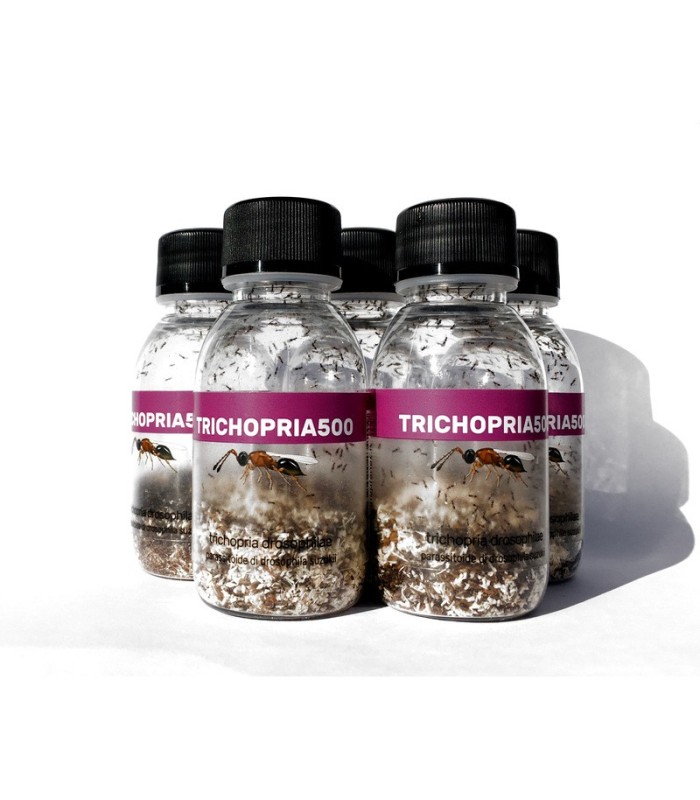 Trichopria drosophilae parasitoide de Drosophila suzukii