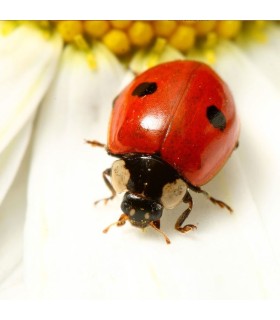 ADALIA 100 adultos de Adalia bipunctata