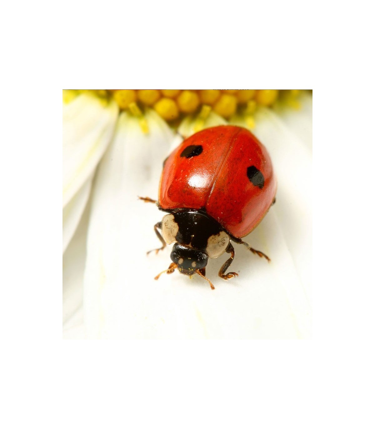 ADALIA 100 adultos de Adalia bipunctata