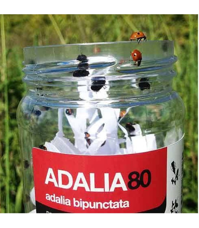 ADALIA 100 adultos de Adalia bipunctata