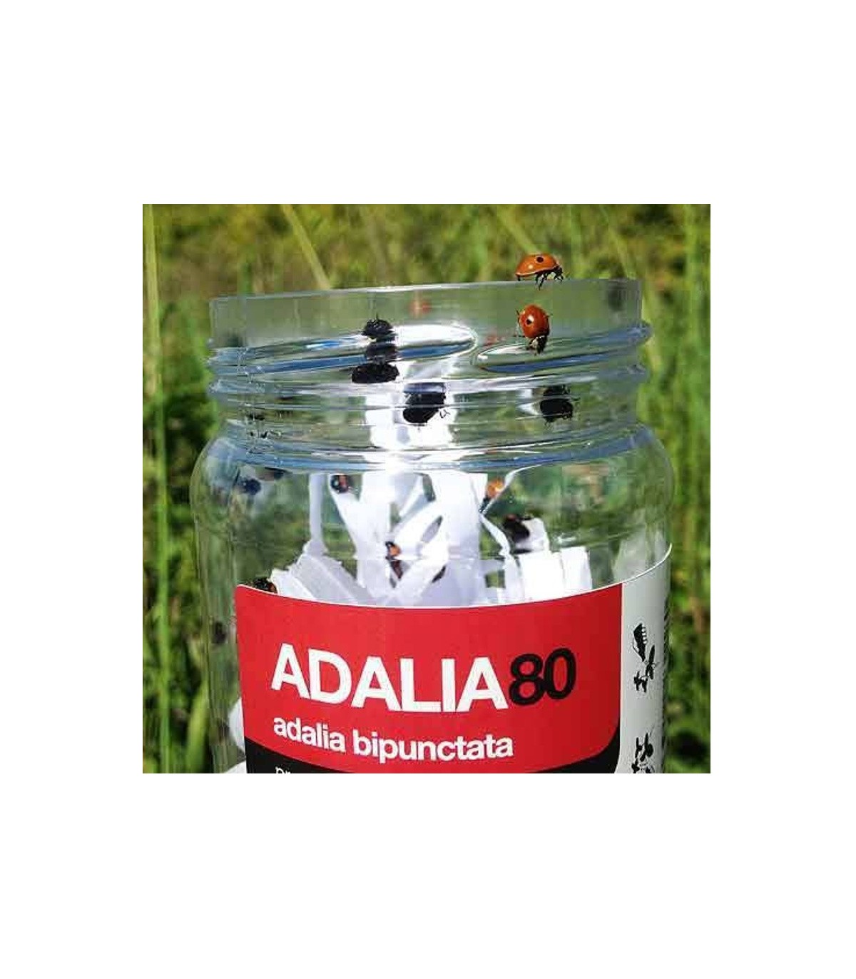 ADALIA 100 adultos de Adalia bipunctata