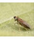 comprar anagyrus pseudococci