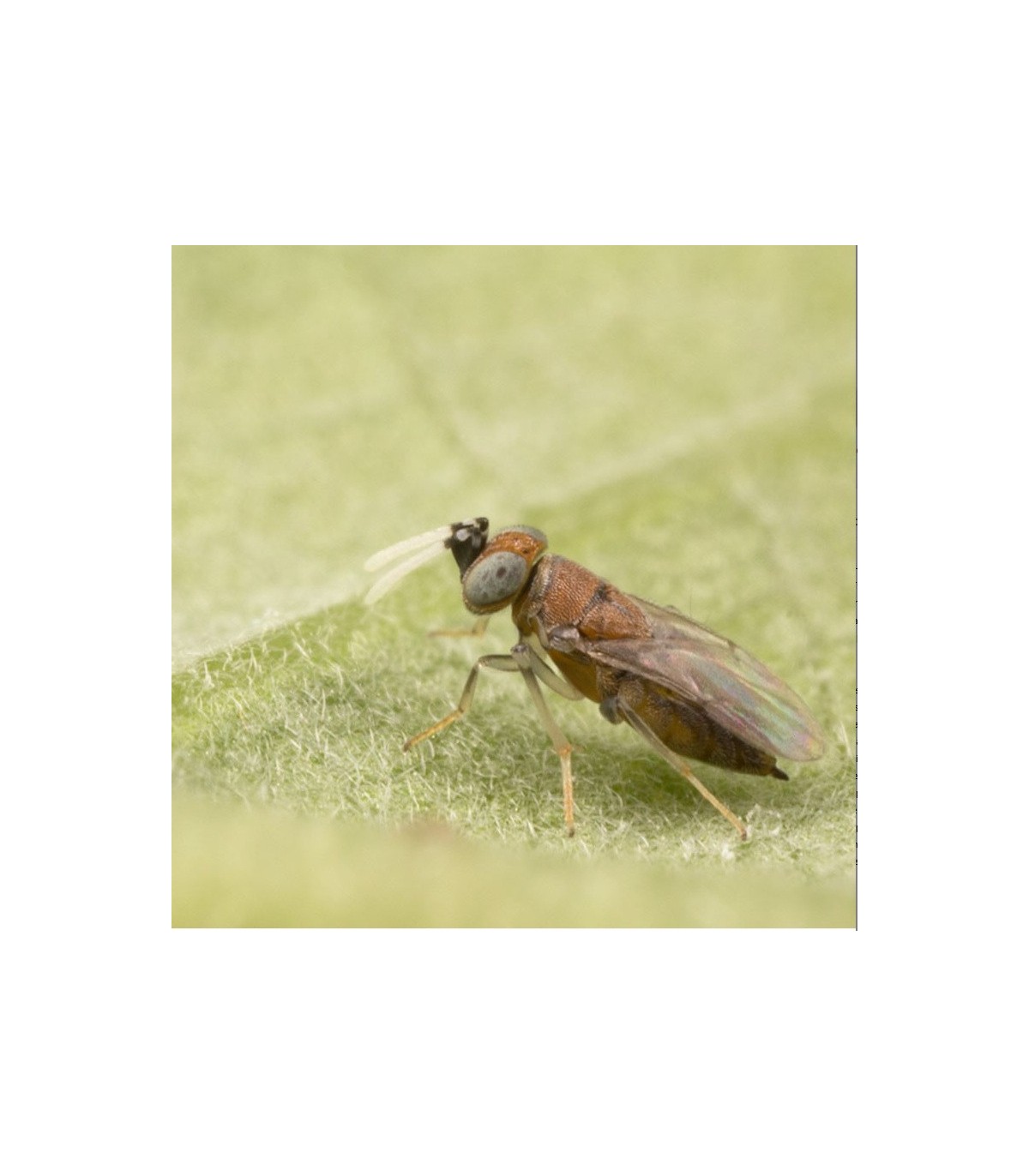 comprar anagyrus pseudococci