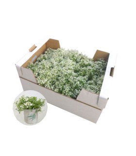 comprar lobularia maritima