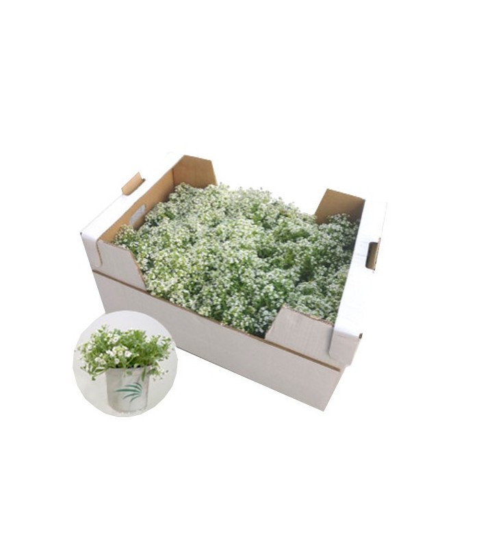 comprar lobularia maritima