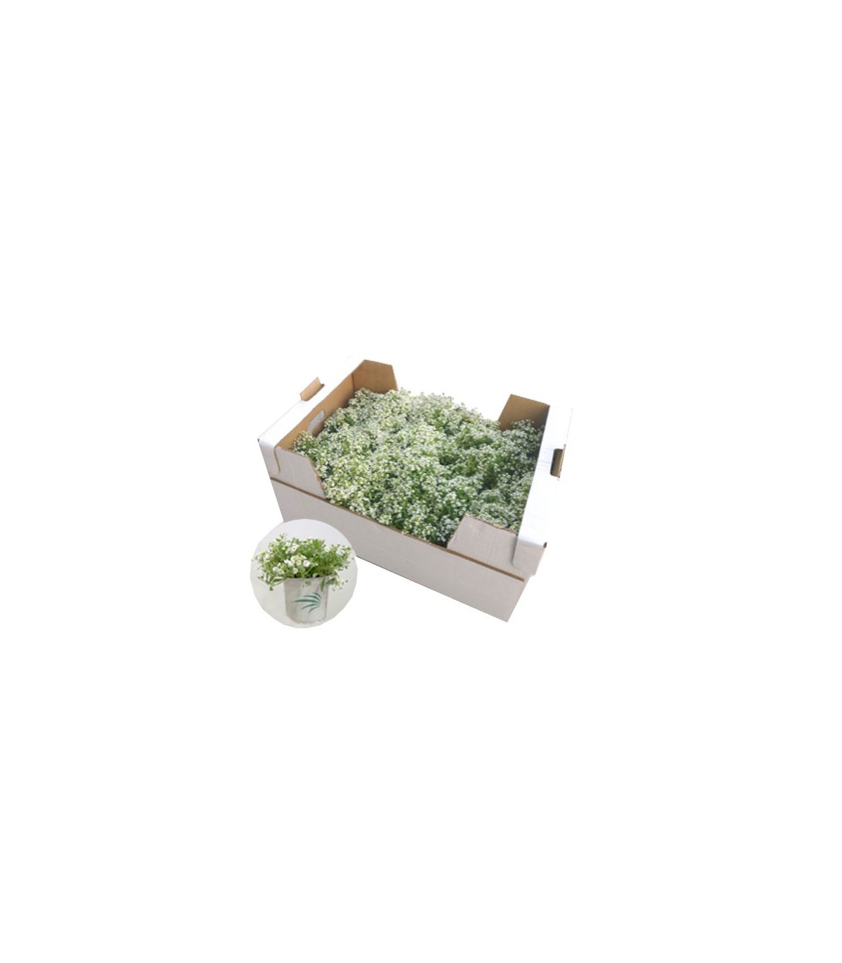 comprar lobularia maritima