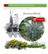 comprar Rosmarinus officinalis (romero) BF60