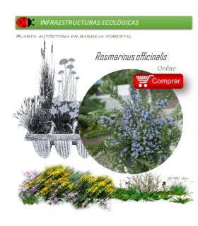 comprar Rosmarinus officinalis (romero) BF60