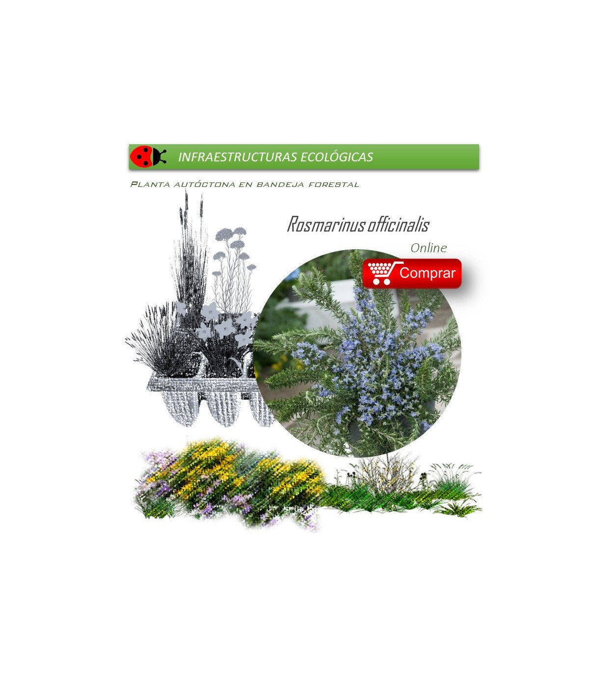 comprar Rosmarinus officinalis (romero) BF60