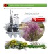 comprar Limonium caesium (Siempreviva morada) BF60