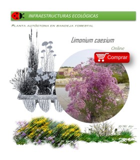 comprar Limonium caesium (Siempreviva morada) BF60