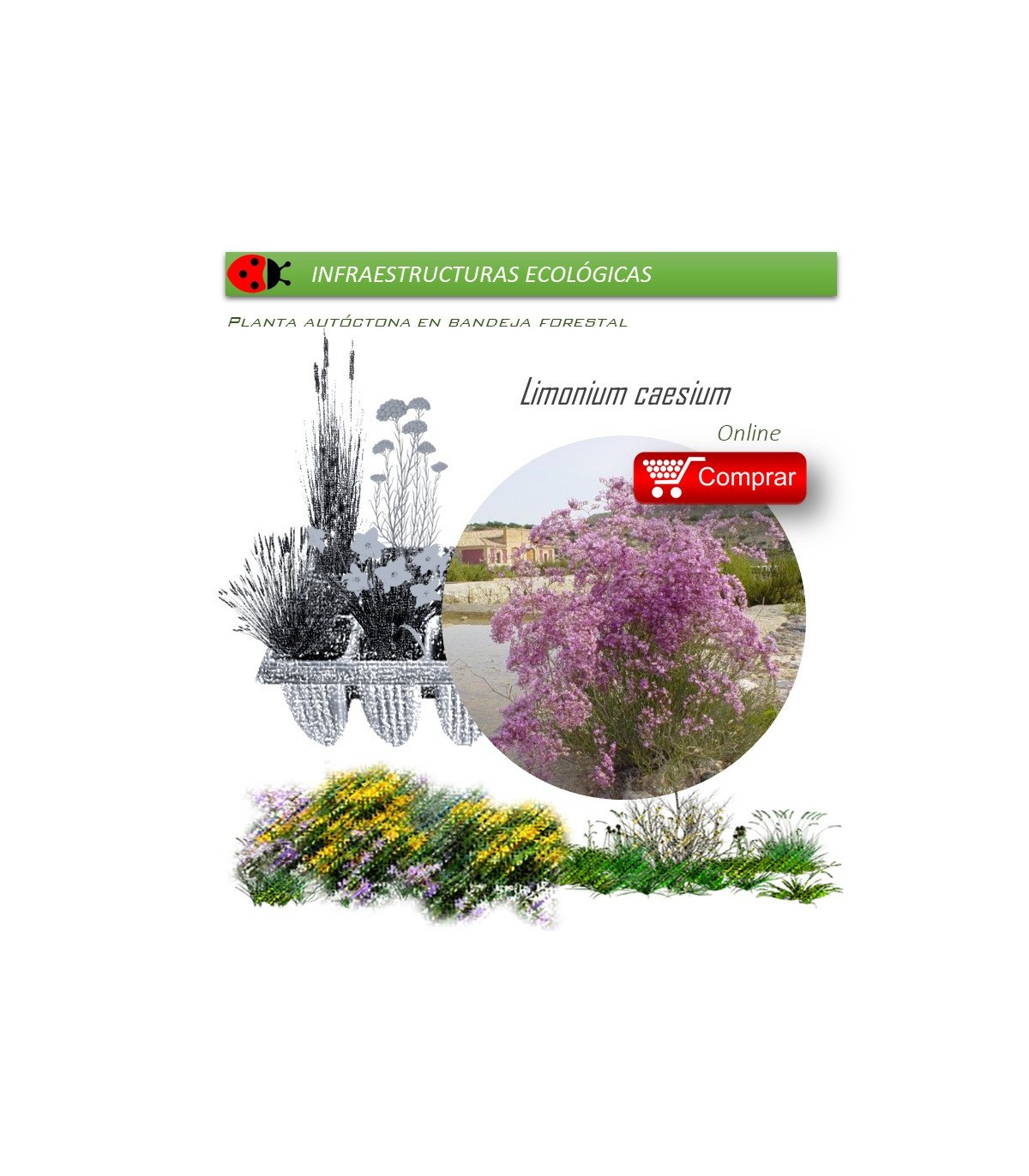 comprar Limonium caesium (Siempreviva morada) BF60
