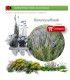 comprar Rosmarinus officinalis (romero) BF60