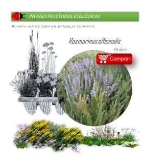 comprar Rosmarinus officinalis (romero) BF60