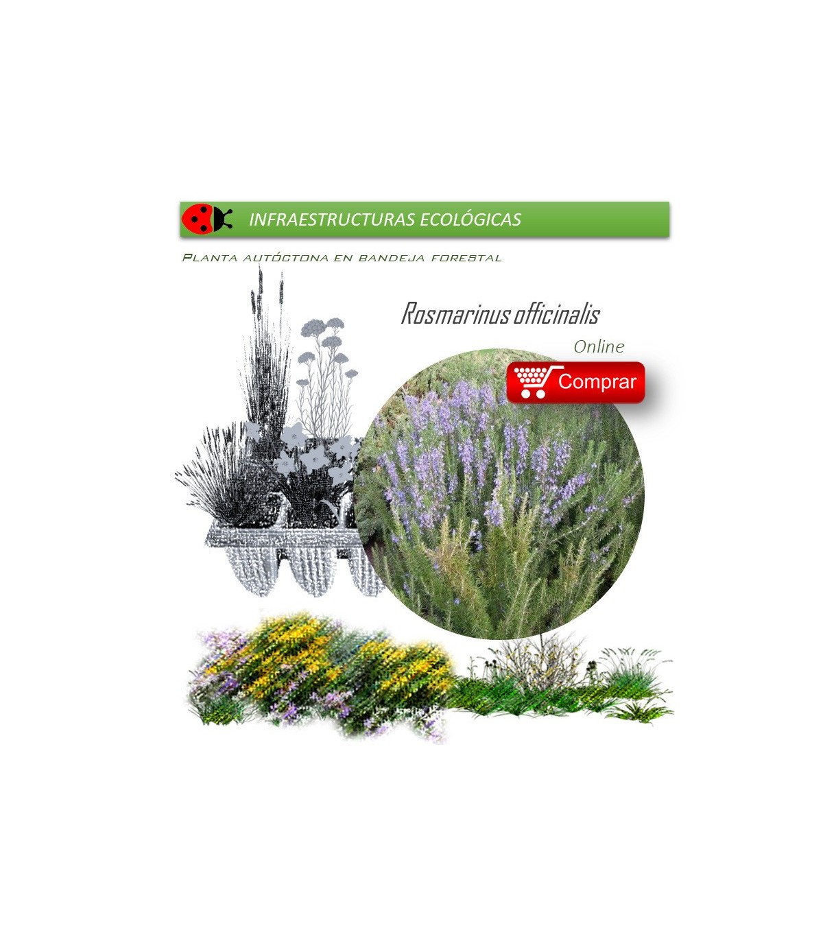 comprar Rosmarinus officinalis (romero) BF60