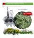 comprar lonicera implexa en bandeja forestal