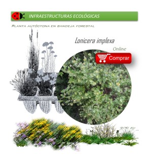 comprar lonicera implexa en bandeja forestal