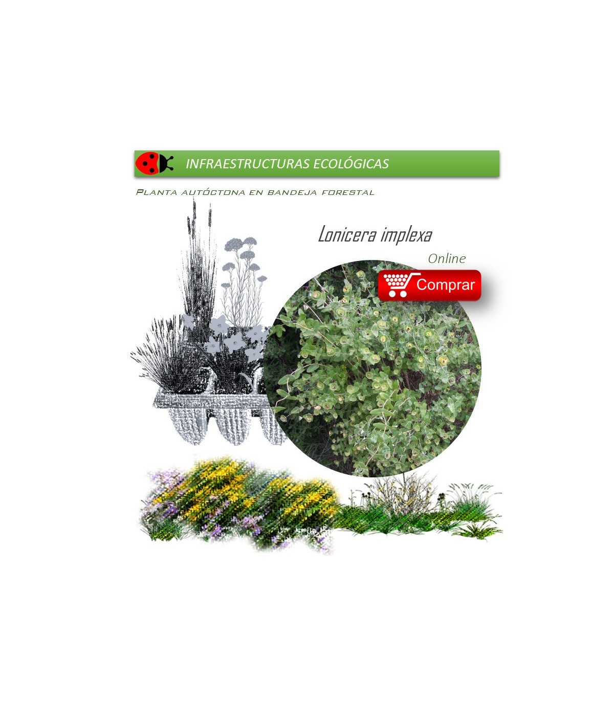comprar lonicera implexa en bandeja forestal
