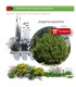 comprar Juniperus oxycedrus (Enebro) BF60