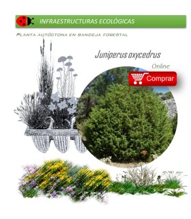 comprar Juniperus oxycedrus (Enebro) BF60
