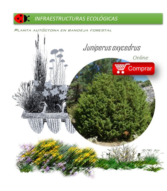 comprar Juniperus oxycedrus (Enebro) BF60