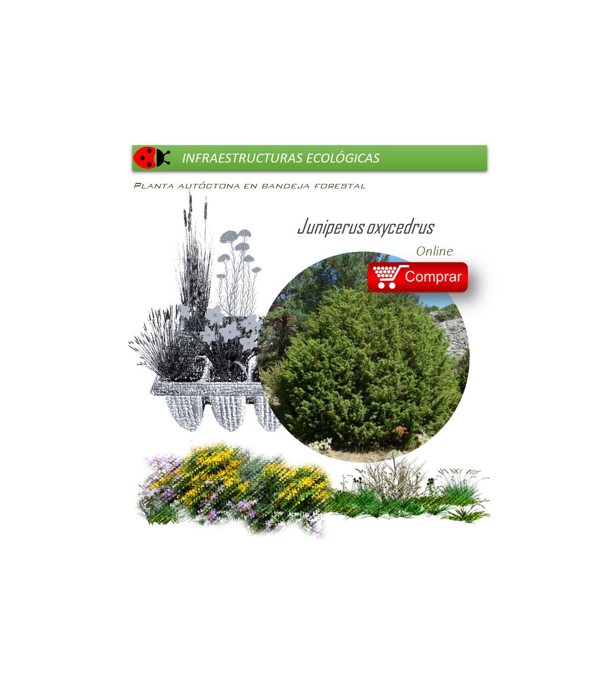 comprar Juniperus oxycedrus (Enebro) BF60