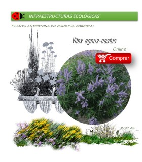 comprar Vitex agnus cactus (Sauzgatillo) BF54