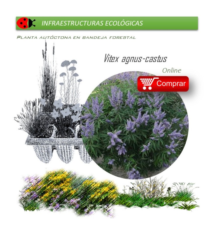 comprar Vitex agnus cactus (Sauzgatillo) BF54