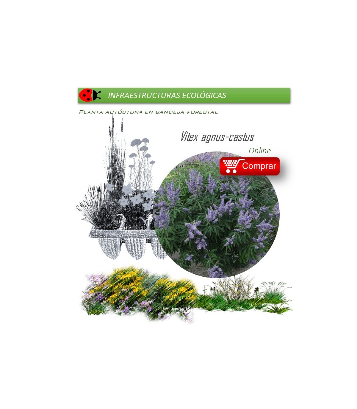 comprar Vitex agnus cactus (Sauzgatillo) BF54