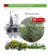 comprar Rhamnus lycioides (Espino negro) BF54