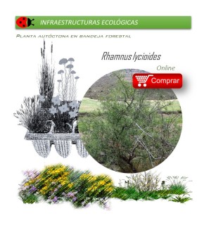 comprar Rhamnus lycioides (Espino negro) BF54