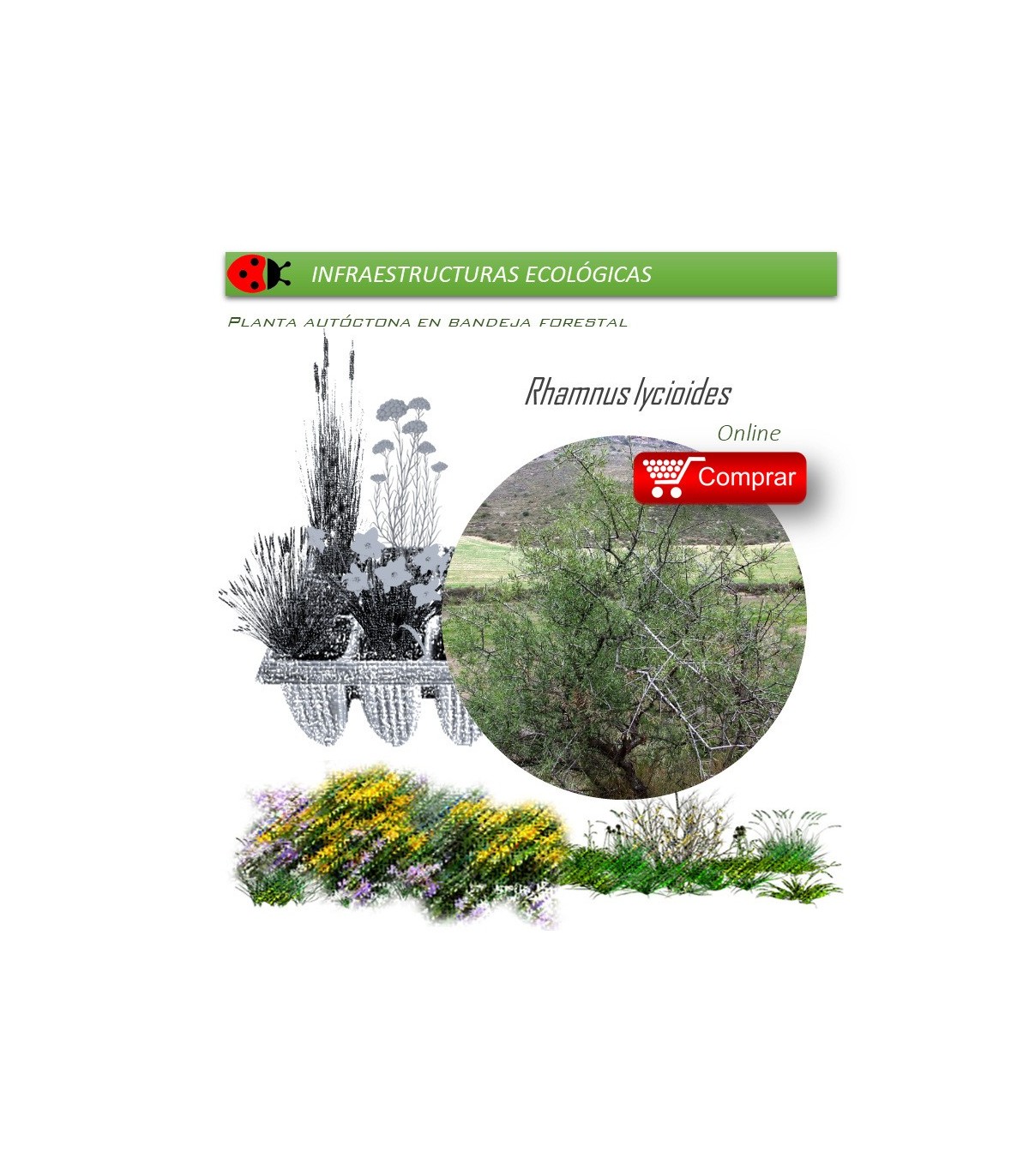 comprar Rhamnus lycioides (Espino negro) BF54