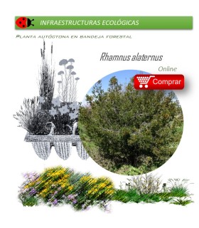 comprar Rhamnus alaternus (Aladierno) BF54
