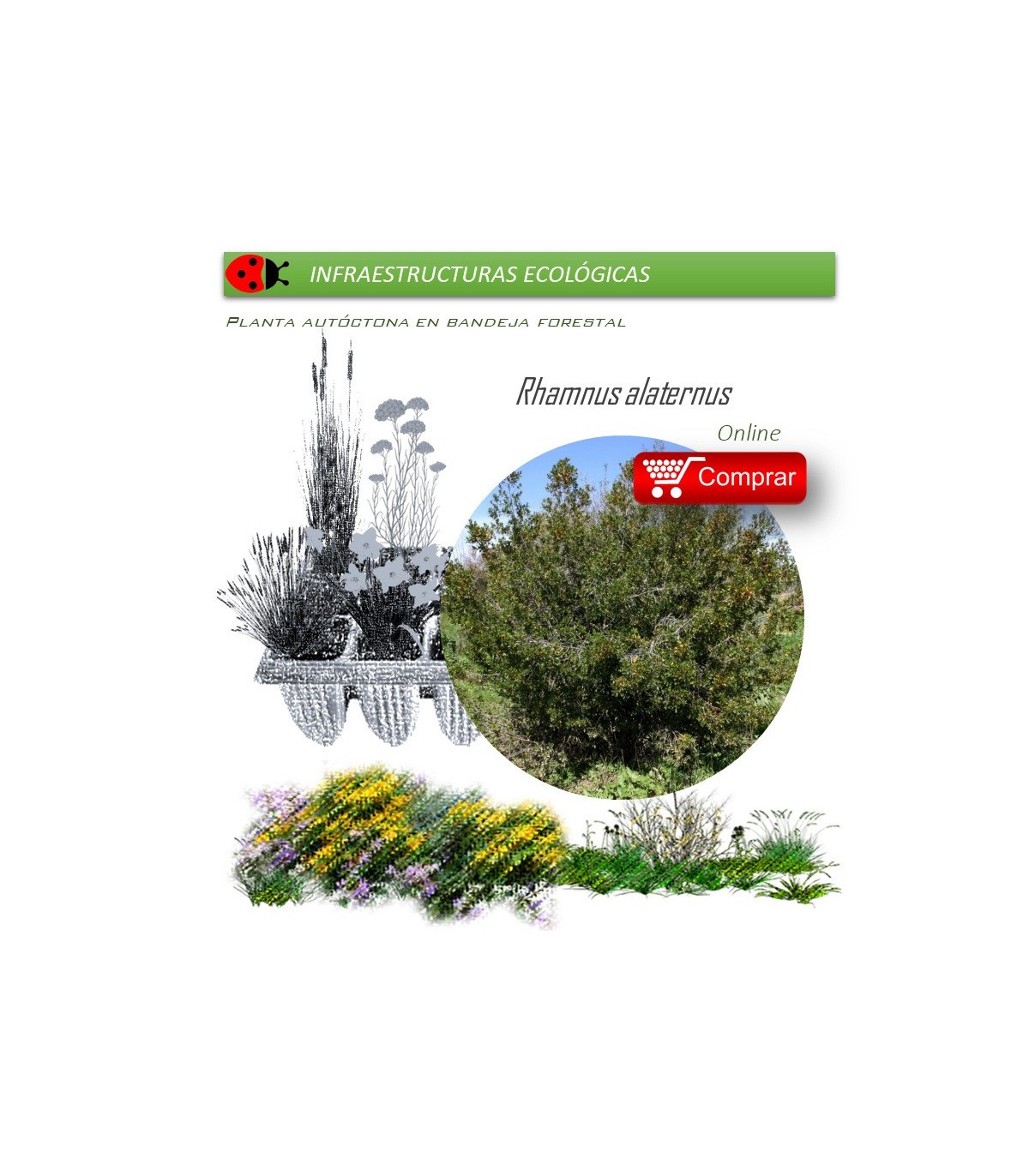 comprar Rhamnus alaternus (Aladierno) BF54