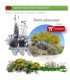comprar Retama sphaerocarpa en bandeja forestal