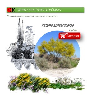 comprar Retama sphaerocarpa en bandeja forestal