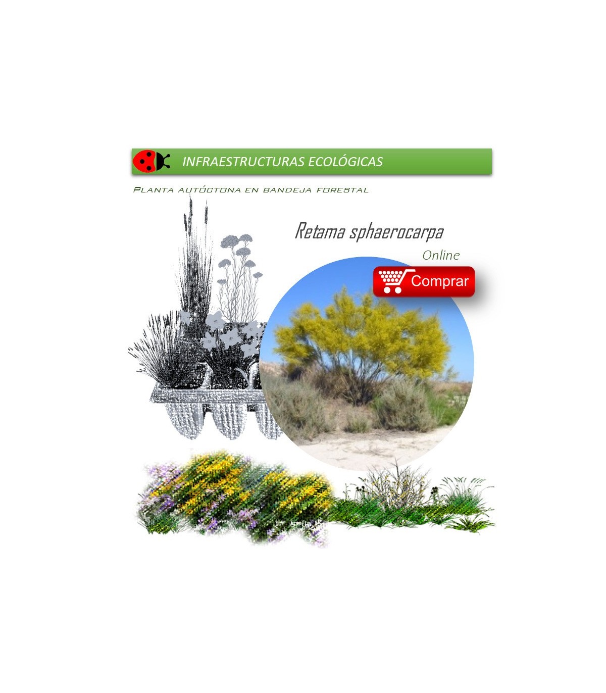 comprar Retama sphaerocarpa en bandeja forestal