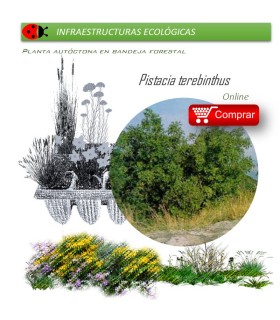 comprar Pistacia terebinthus (Cornicabra) BF54