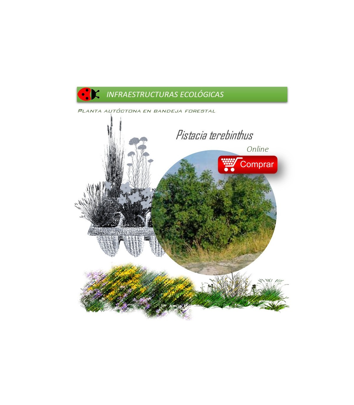 comprar Pistacia terebinthus (Cornicabra) BF54
