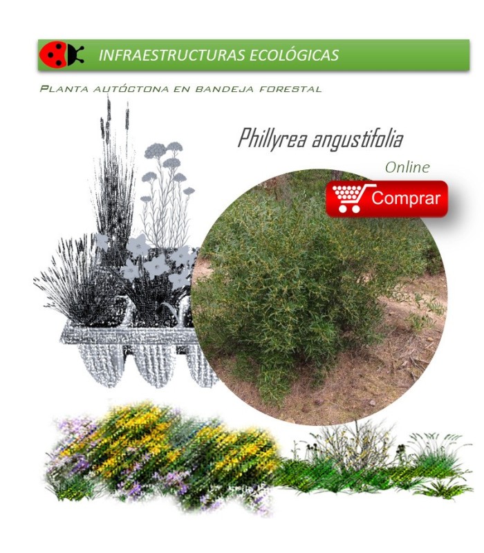 comprar Phillyrea angustifolia (Oivilla) BF54