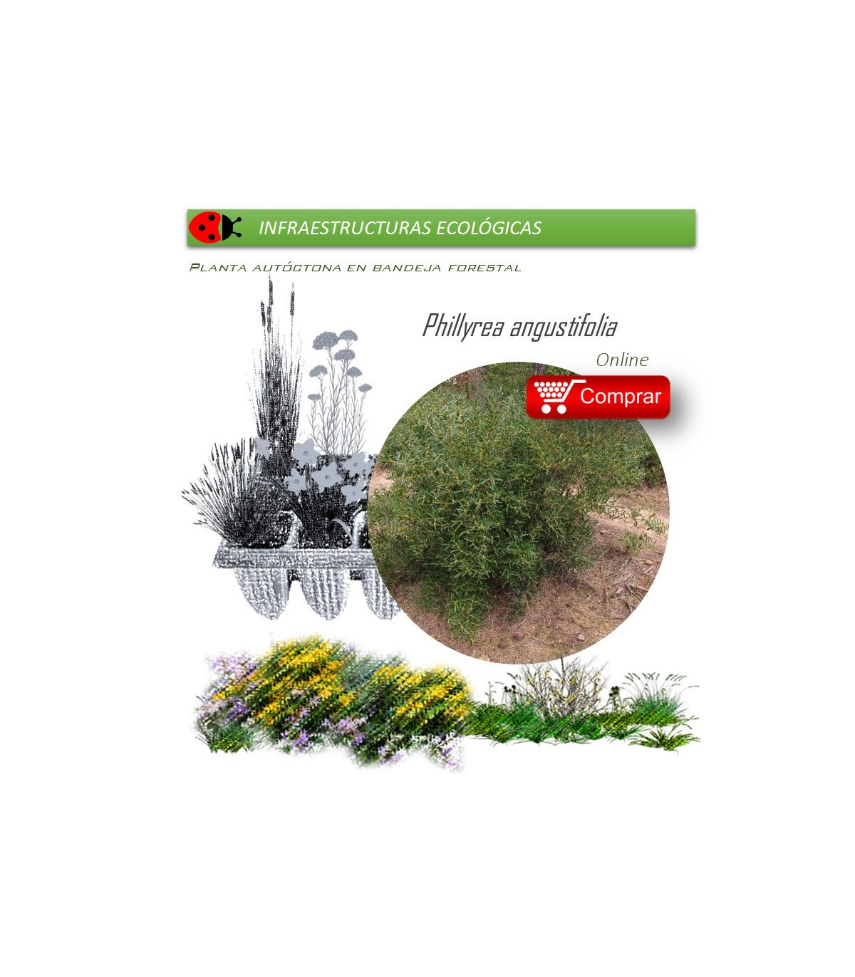 comprar Phillyrea angustifolia (Oivilla) BF54