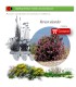 comprar Nerium oleander (Adelfa) BF54