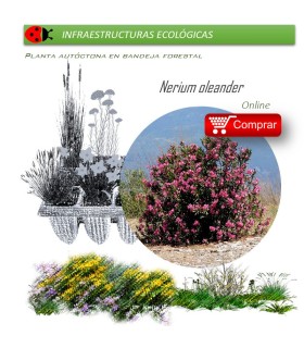 comprar Nerium oleander (Adelfa) BF54